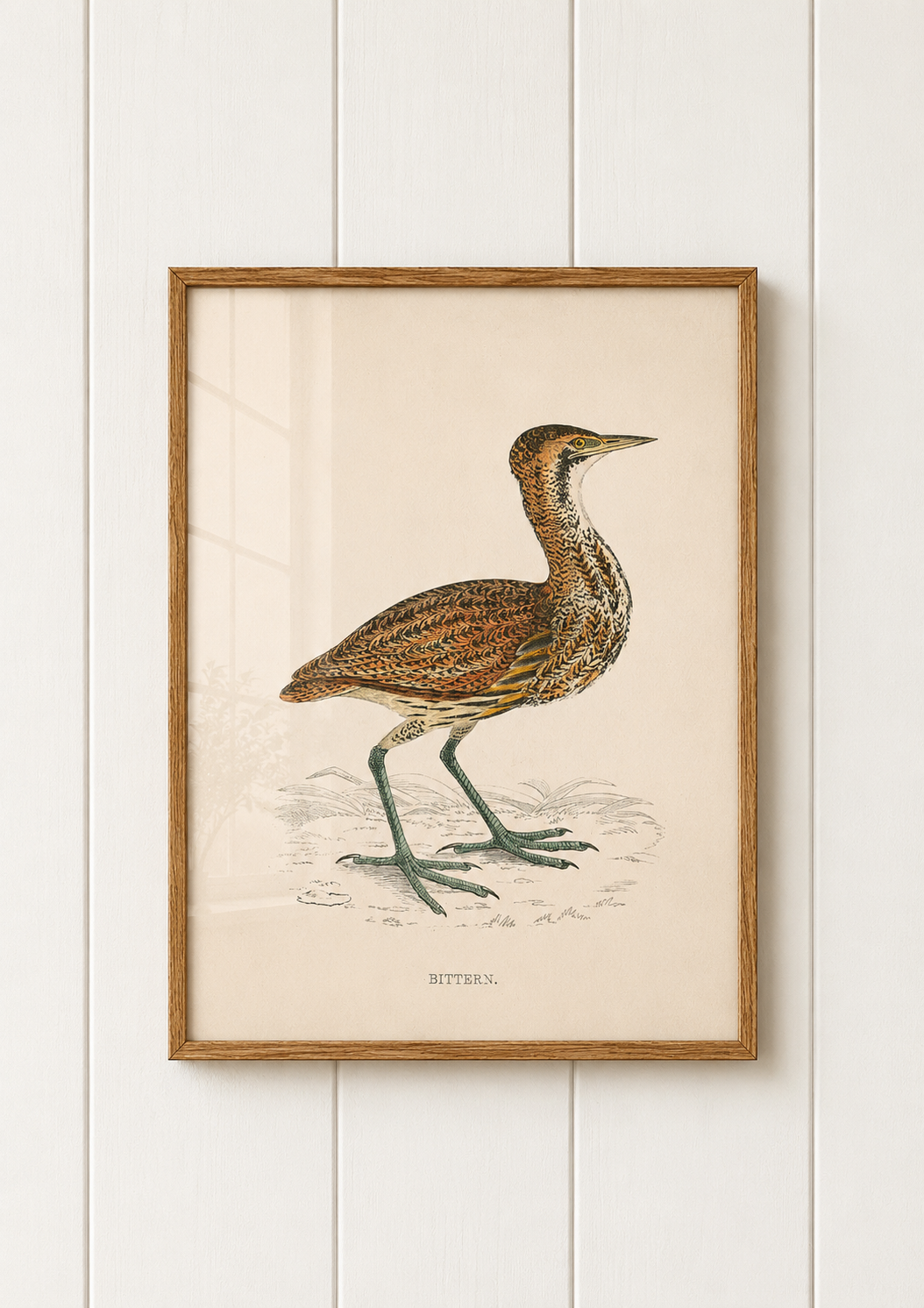 Bittern