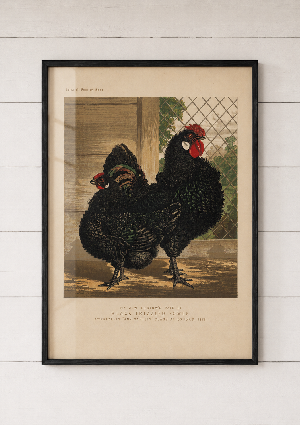 Black Frizzled Fowls