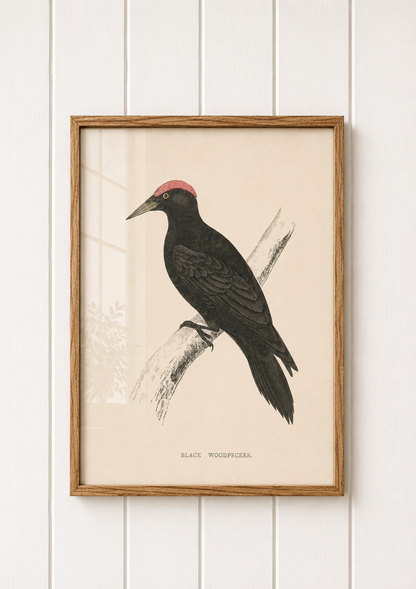 Black Woodpecker