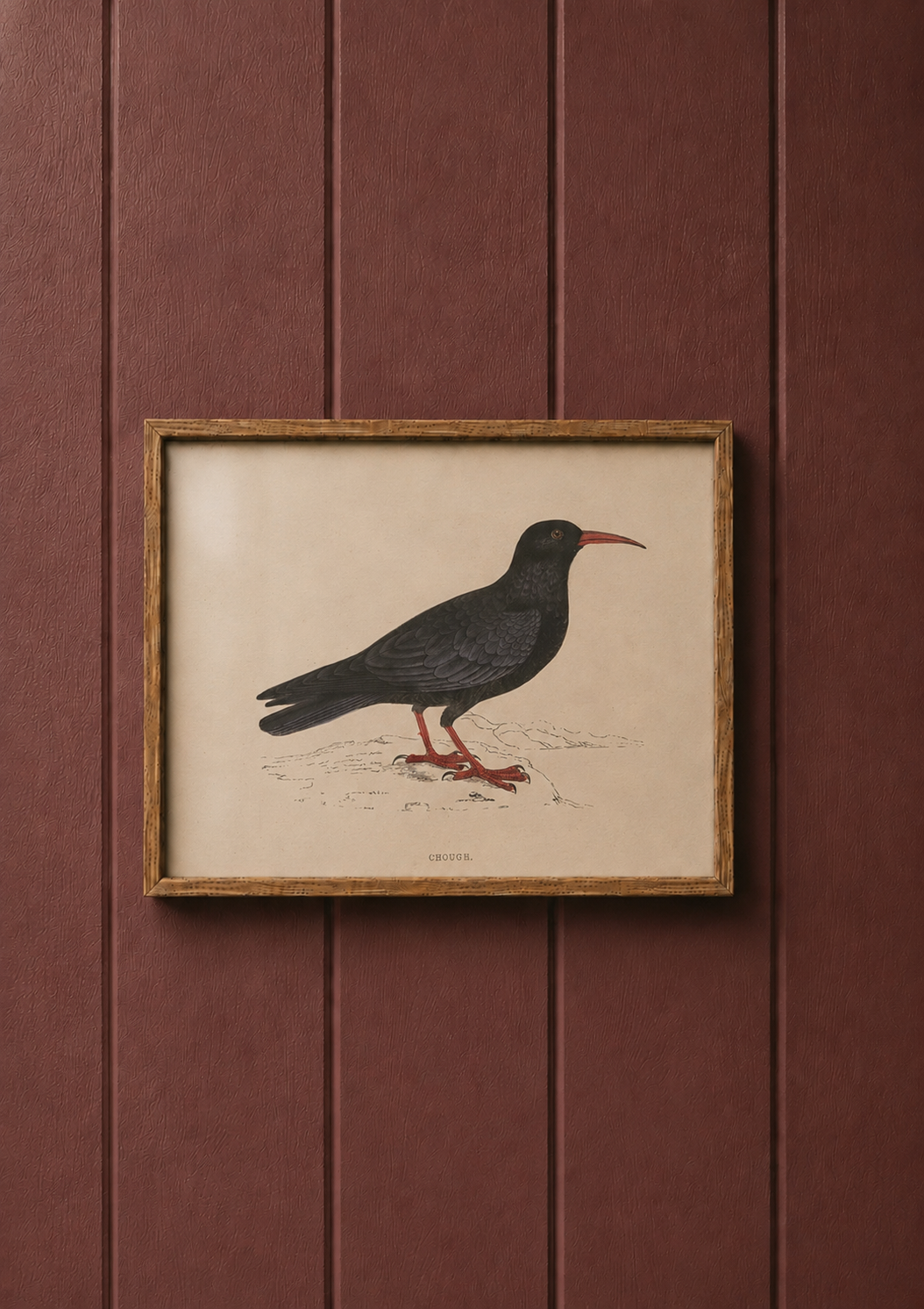 Chough