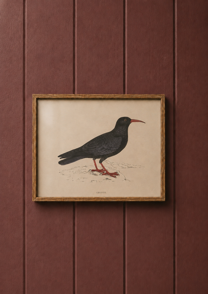 Chough