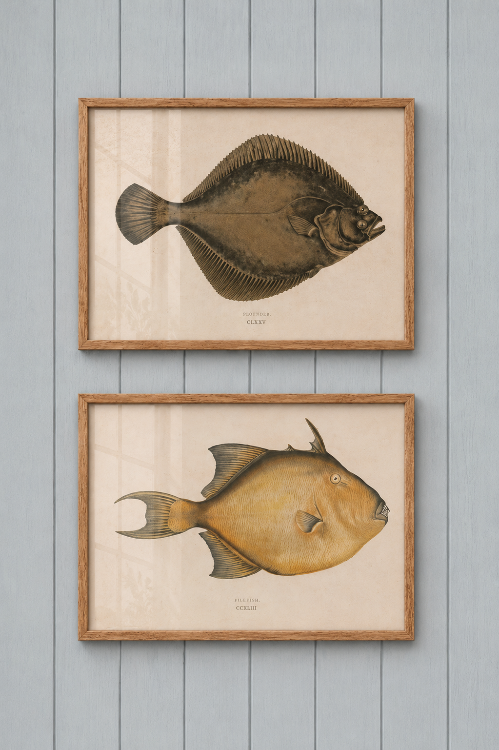Filefish