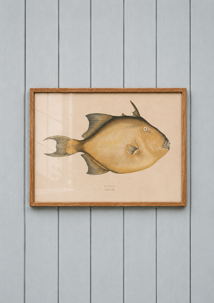 Filefish