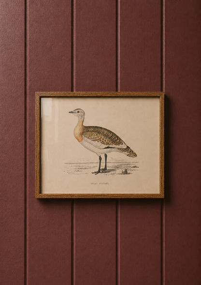 Great Bustard
