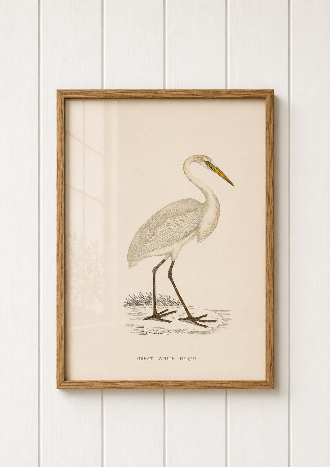 Great White Heron