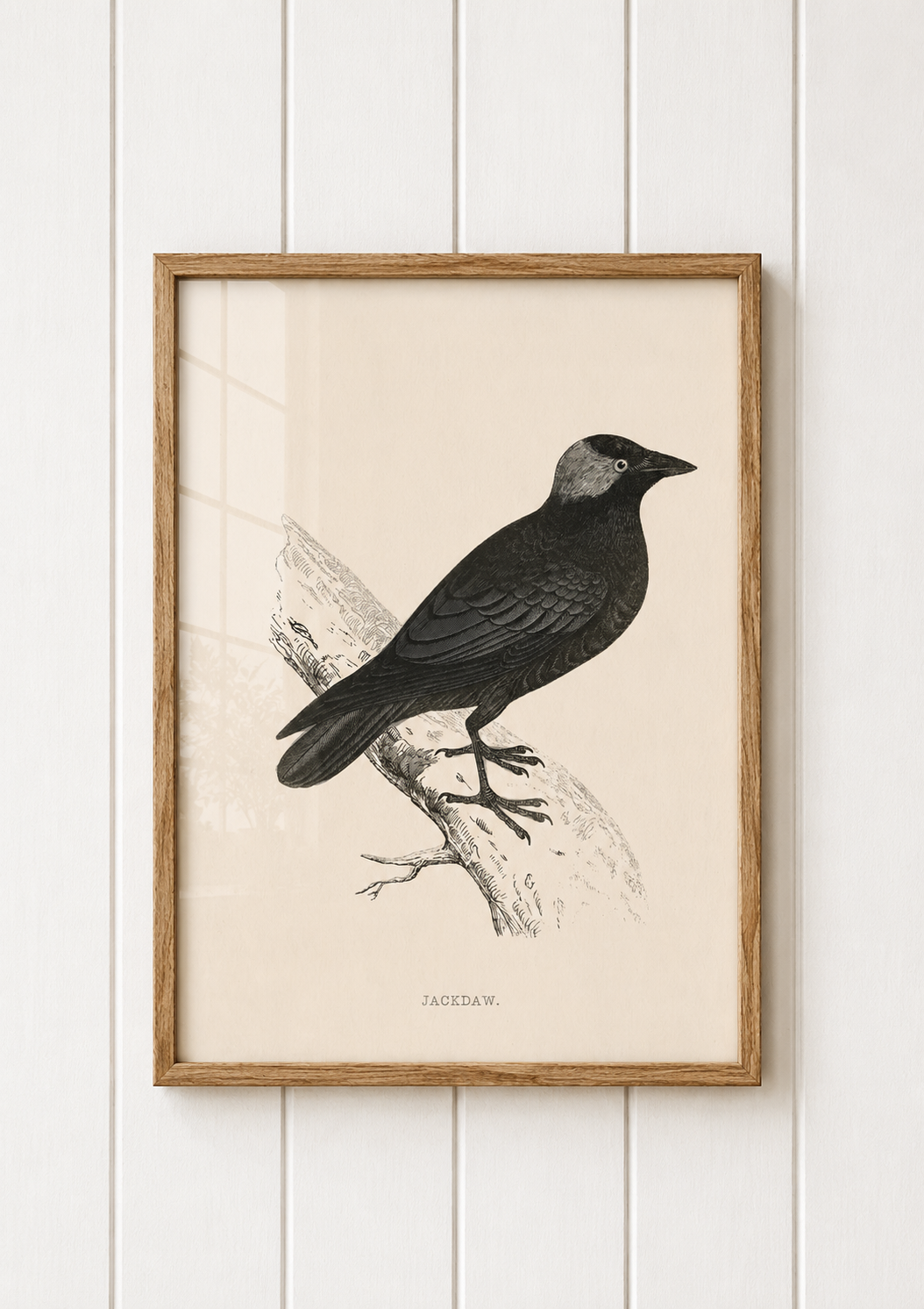 Jackdaw