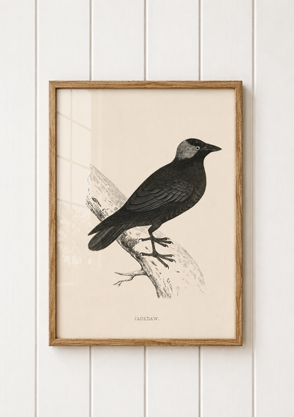 Jackdaw
