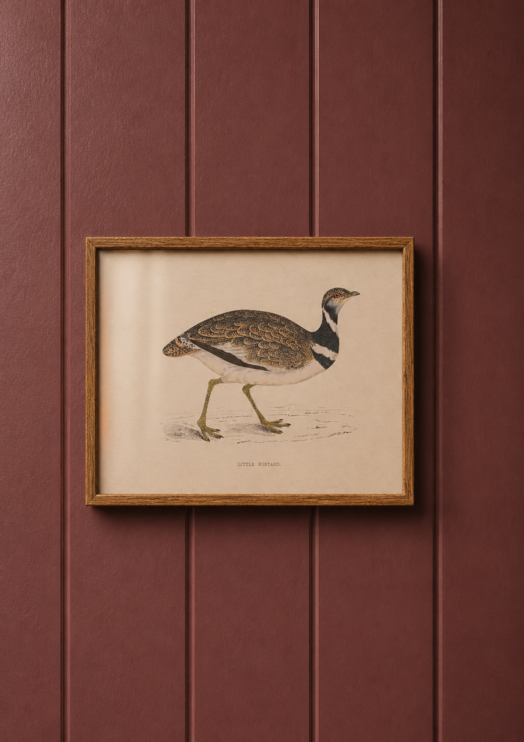 Little Bustard