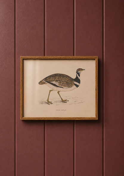Little Bustard