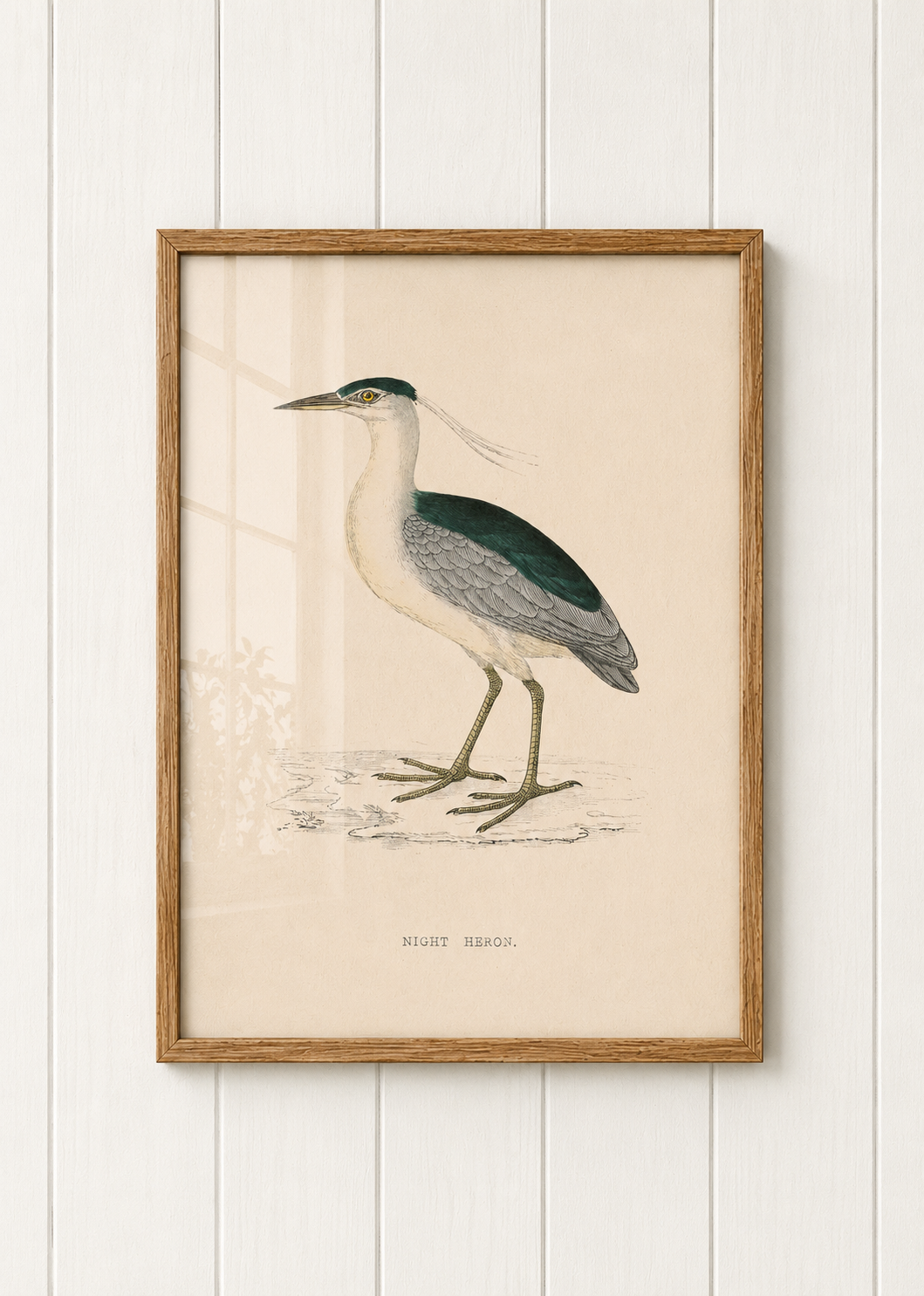 Night Heron