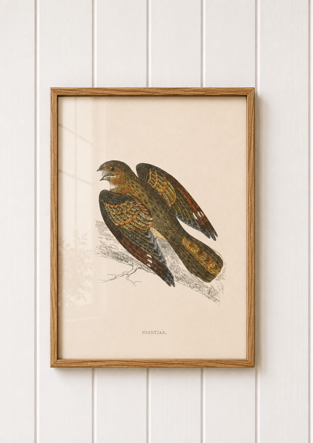 Nightjar