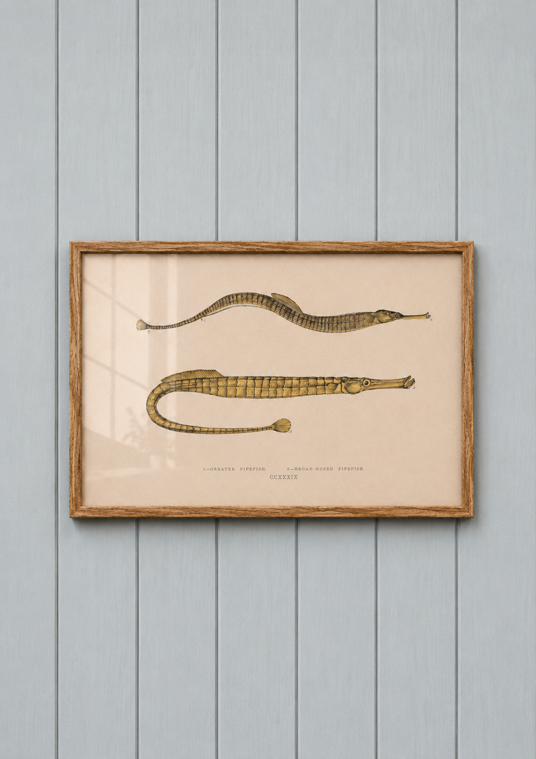 Pipefish