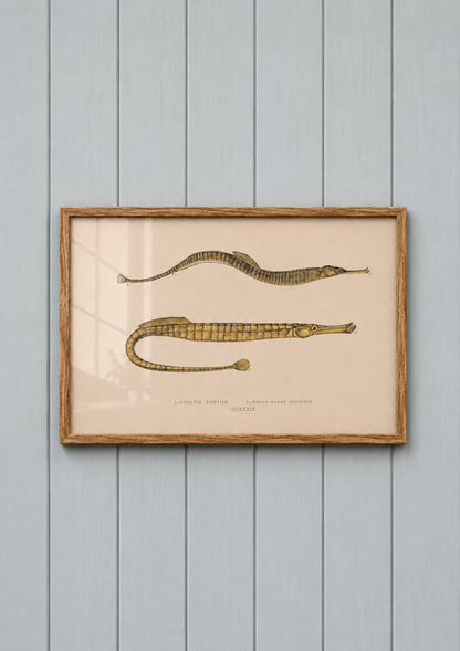 Pipefish