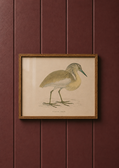 Squacco Heron