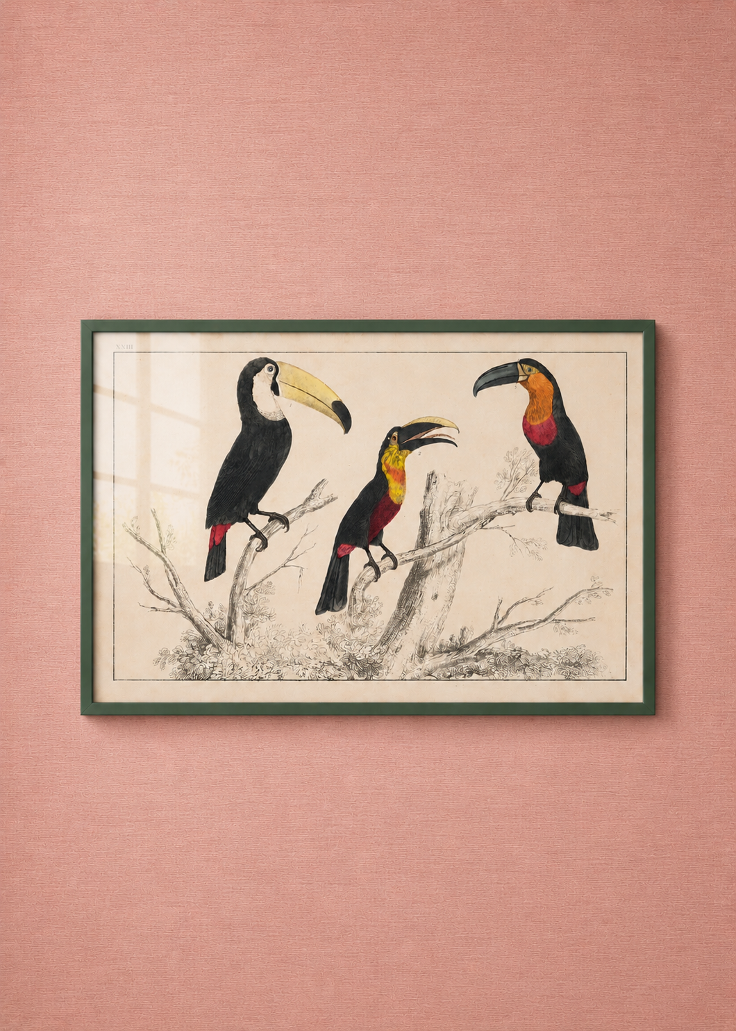 Toucans