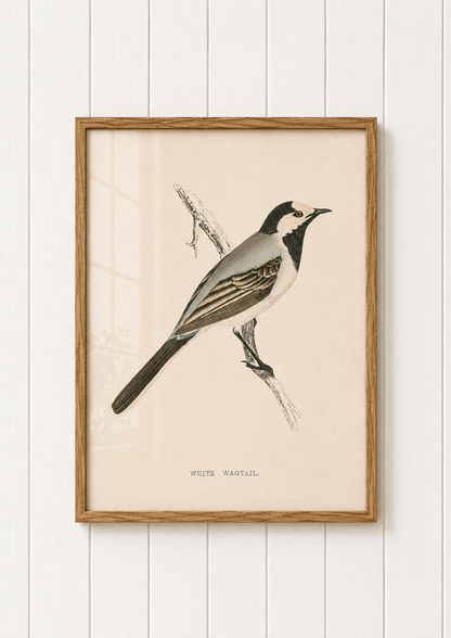 White Wagtail