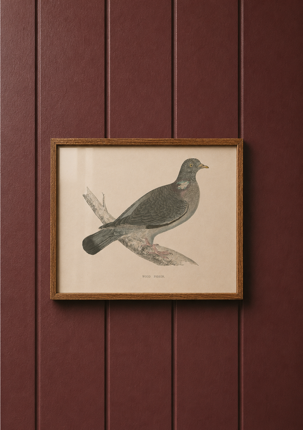 Wood Pigeon