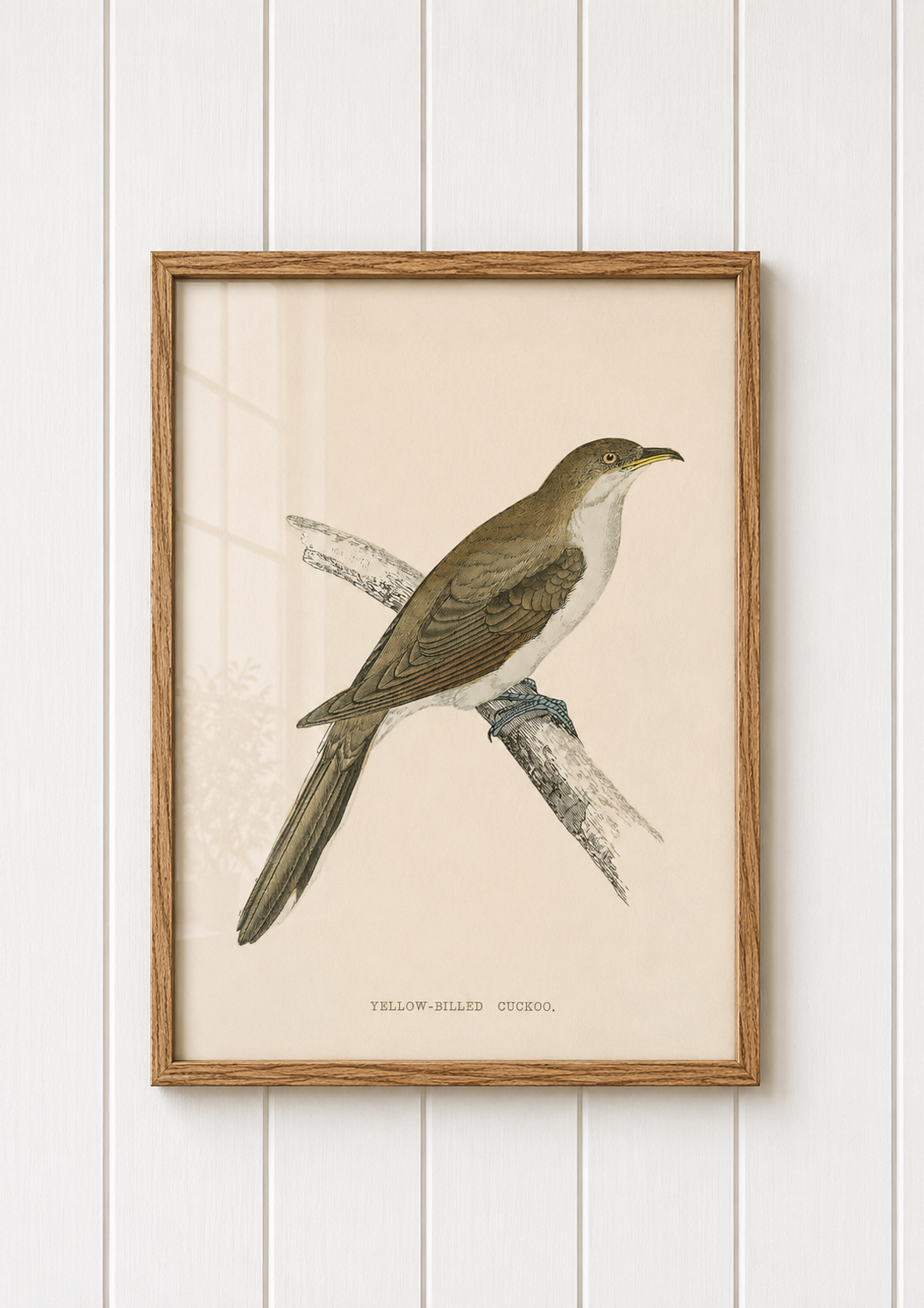 Yellow Billed Cuckoo